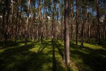 Ogłoszenie - Prace urządzenia lasu dla lasów niestanowiących własności skarbu państwa Gmina Brańszczyk