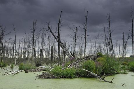 2 lutego obchodzimy World Wetland Day, czyli Światowy Dzień Mokradeł