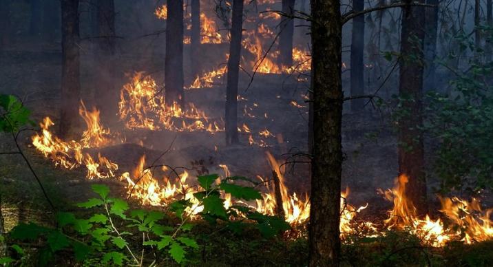 Fot. Lasy Państwowe pożar lasu